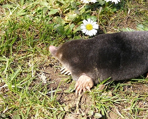 mole-spiritual-meaning